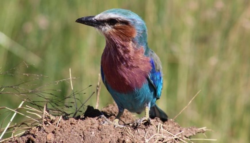 Birdwatching Safari Kenya 10 Facts to Know