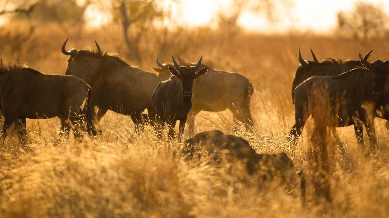 4 Days The Great Wildlife Migration