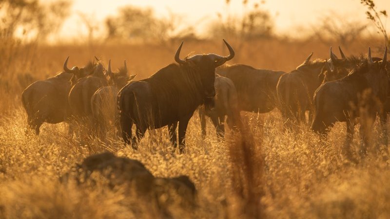 4 Days The Great Wildlife Migration