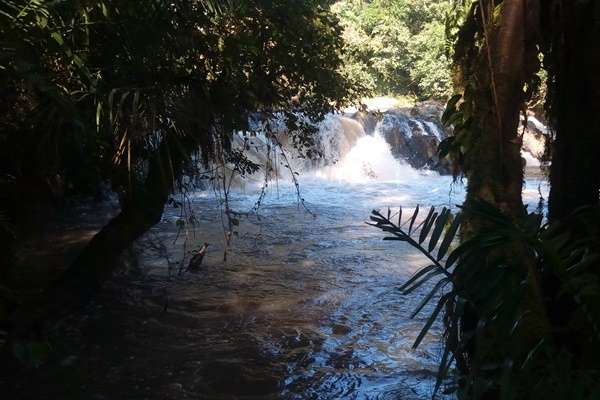 Kakamega Forest 8 Hours