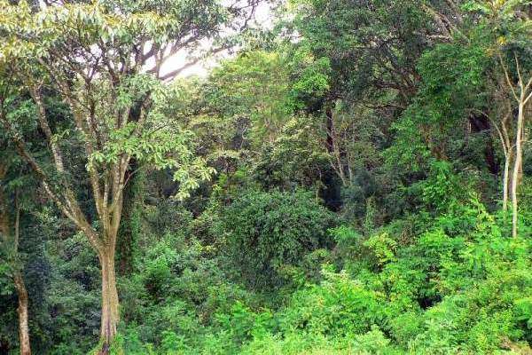 Kakamega Forest 8 Hours