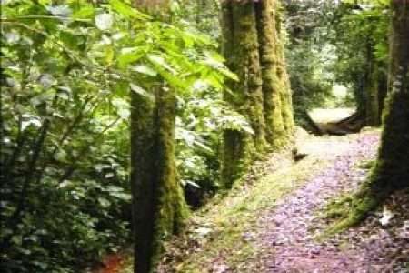 Kakamega Forest