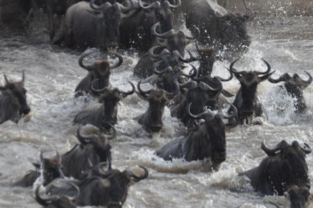 5 Days Masai Mara Wildebeest Migration Kenya
