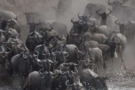 4 Days Masai Mara Wildebeest Migration Kenya