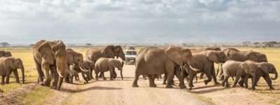 Kenya Safaris