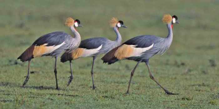 10-places-for-birding-in-nairobi-kenya