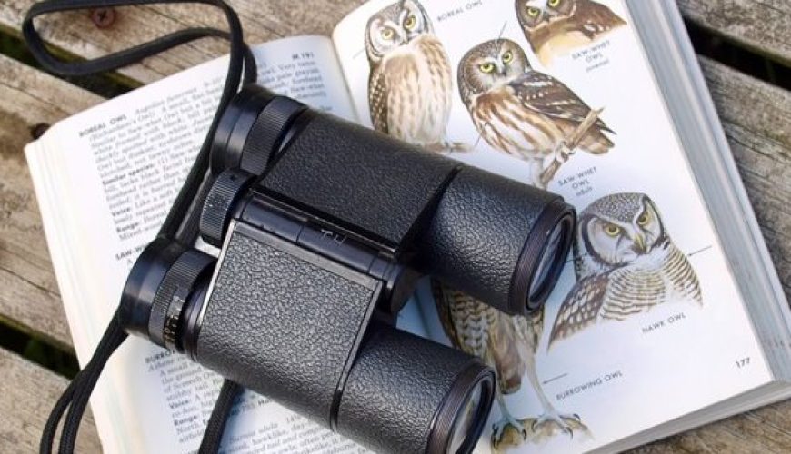 6 Reasons Why Birdwatching is Important