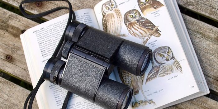 6 Reasons Why Birdwatching is Important