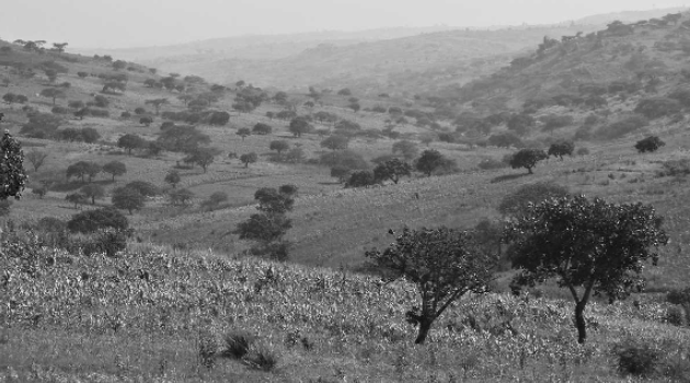Birds of Lendu Plateau