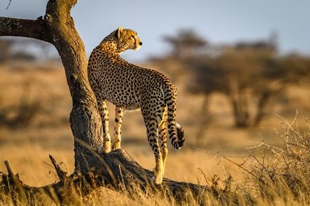 Tanzania Safaris