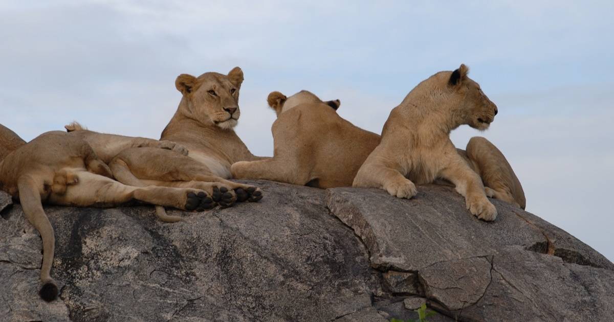 17 Top Reasons Why Tanzania Safaris