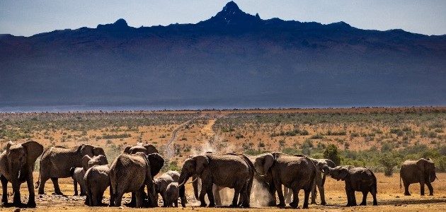 Ol Pejeta Day Trip from Nairobi