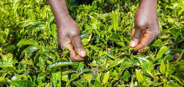 Kiambethu Tea Farm Excursion