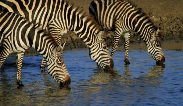 Kenya Luxury Tours and Safaris