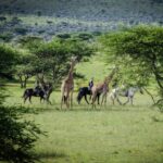Horse Riding Safari
