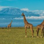Mount Kilimanjaro from Amboseli